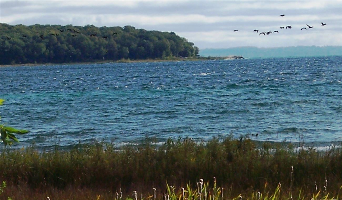 Geese Geese